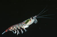 single krill